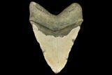 Fossil Megalodon Tooth - Gigantic Shark Tooth #147400-2